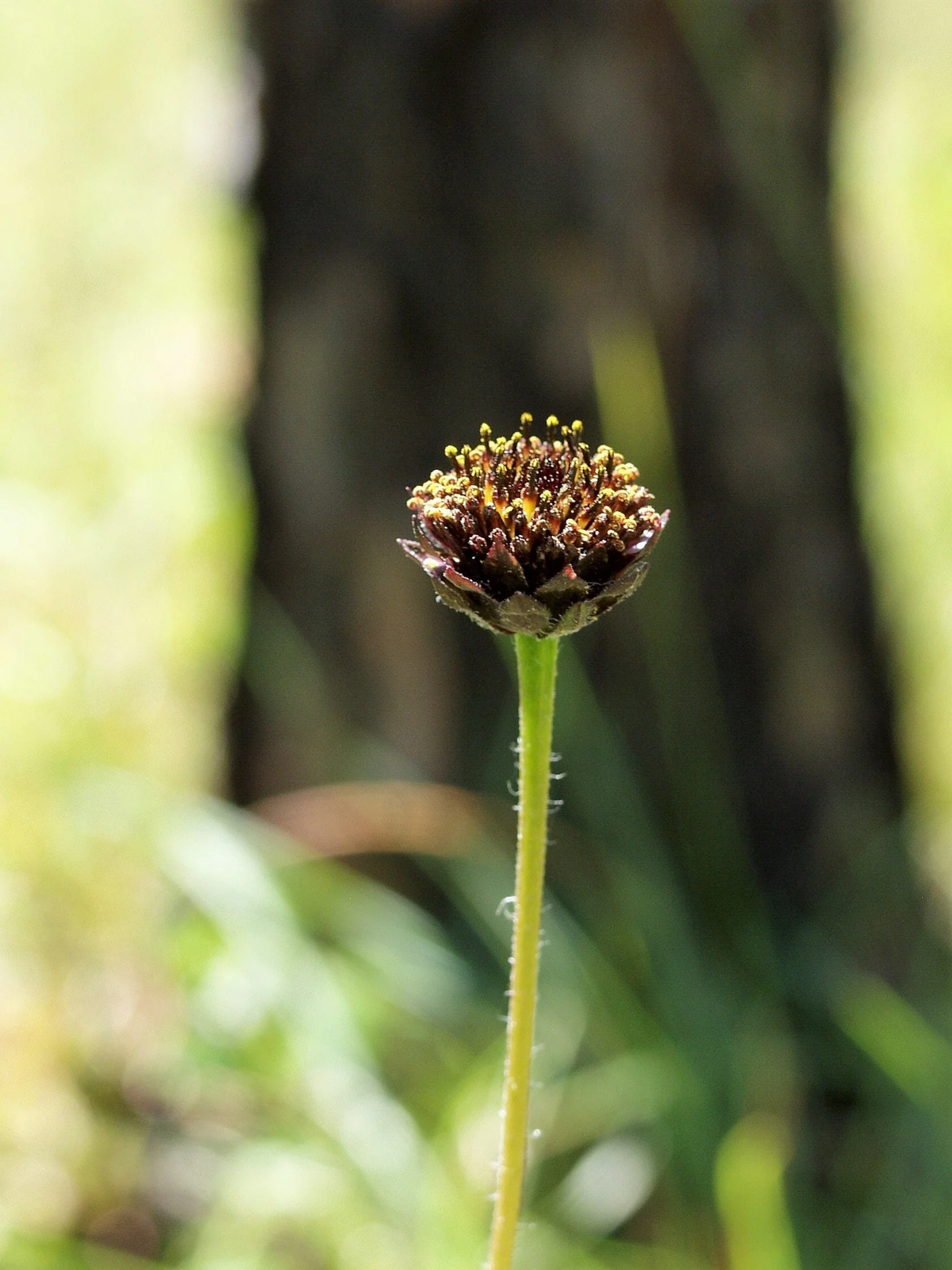 50 Rayless Sunflower Helianthus Radula Pineland Native Yellow Brown Flower Seeds | www.seedsplantworld.com