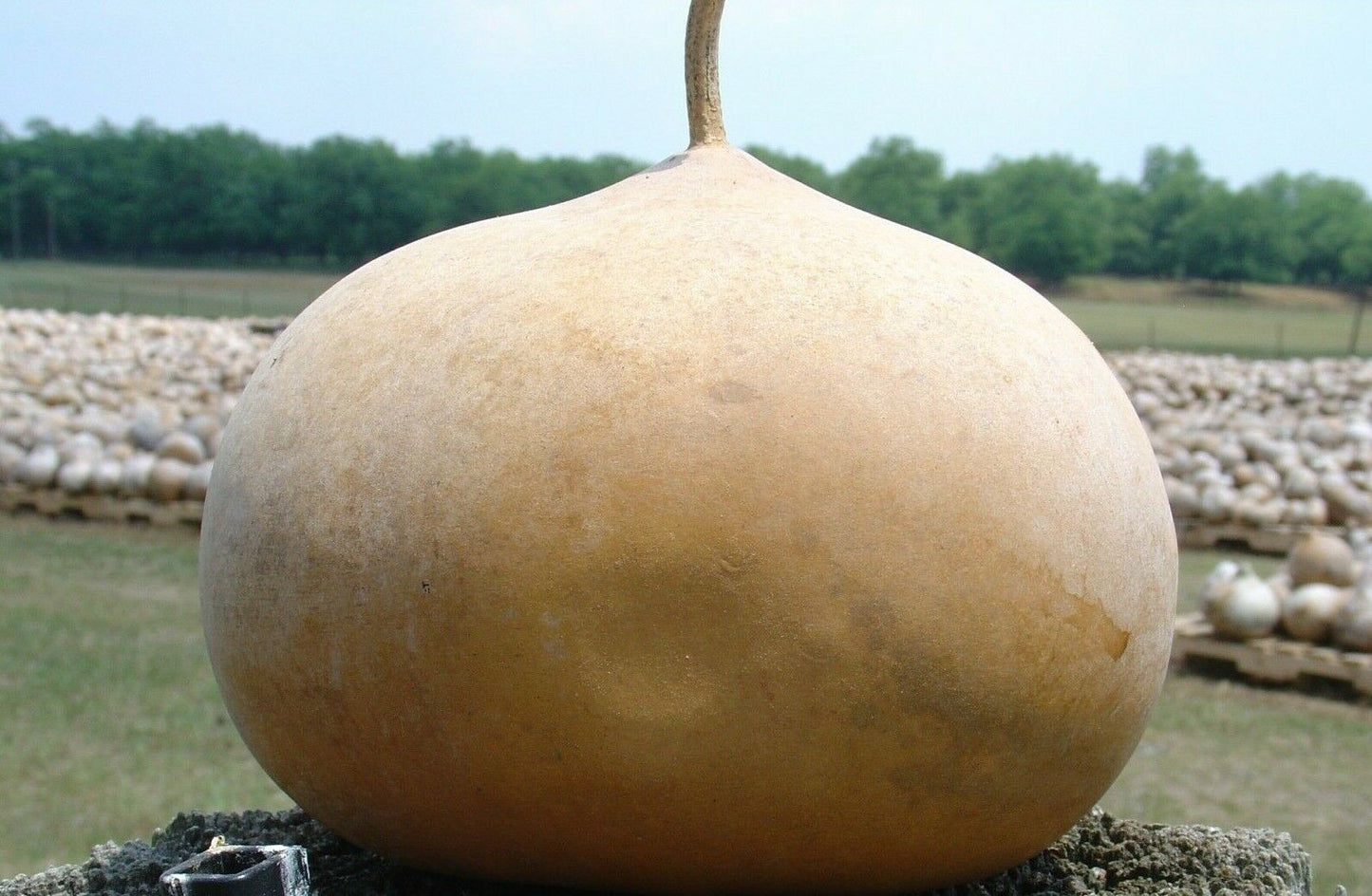 5 Ct Gourd Bushel Giant Garden Heirloom NON-GMO Vegetable Seeds | www.seedsplantworld.com