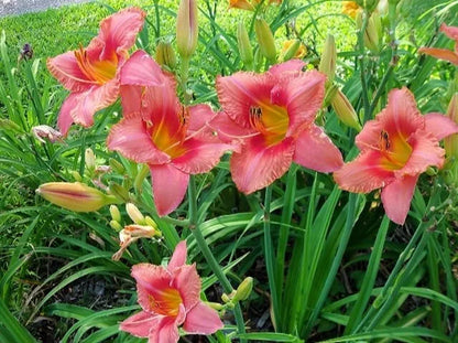 1 Red Ruffles Daylily Perennial Bulb Bare Root Plant Reblooming Hemerocallis Rooted Plant | www.seedsplantworld.com