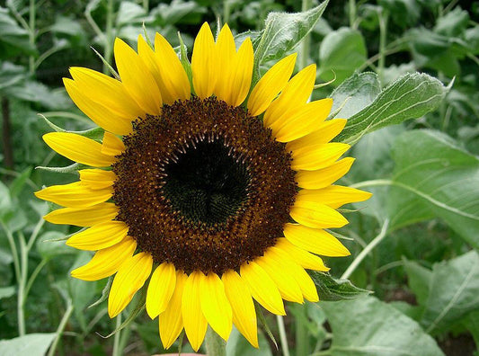 22 Sunflower Taiyo Japanese Heirloom Easy Sun Flower Seeds | www.seedsplantworld.com