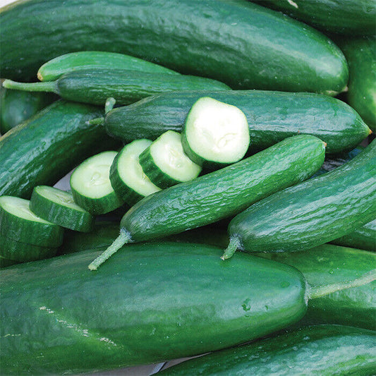 50+ Muncher Cucumber Garden Heirloom NON-GMO Vegetable Seeds | www.seedsplantworld.com