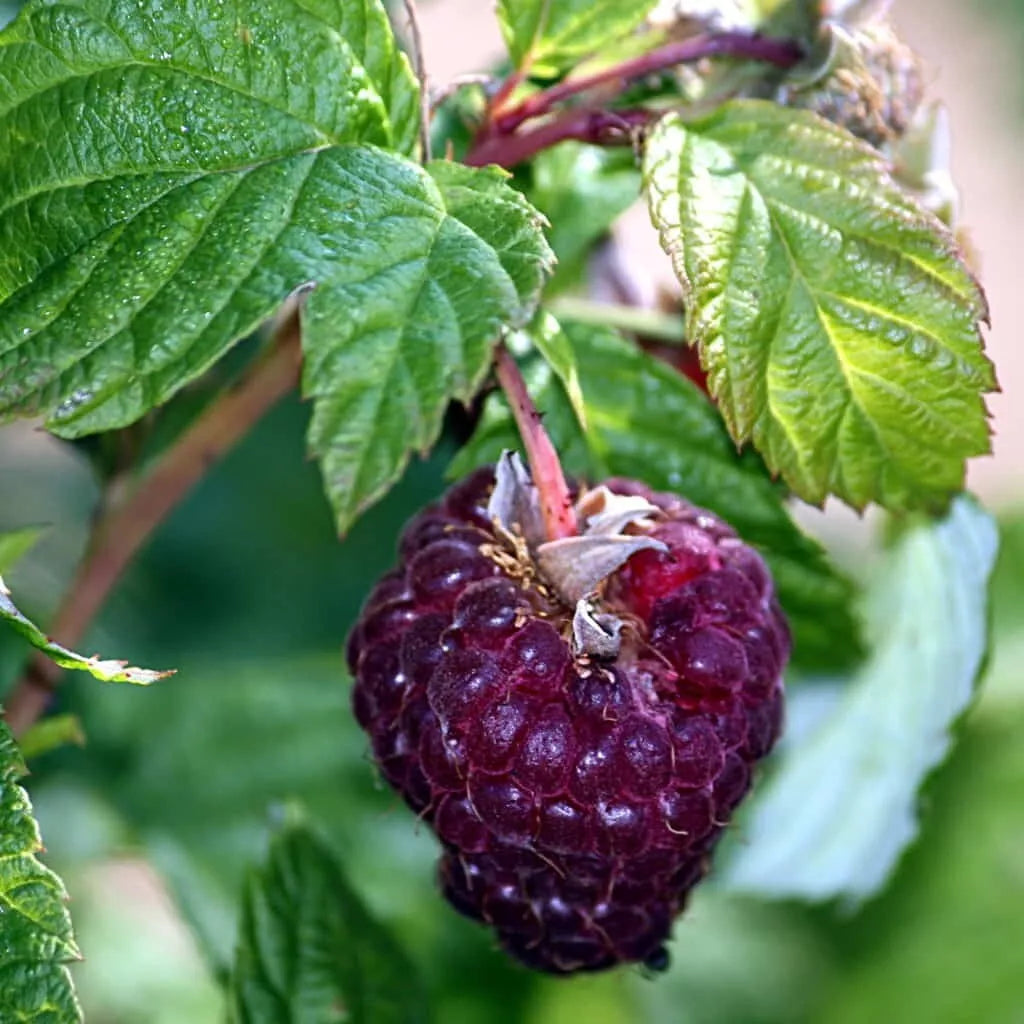 1 Purple Royalty Live Raspberry Plant All Natural Grown Spring Shipping Fruit Tree