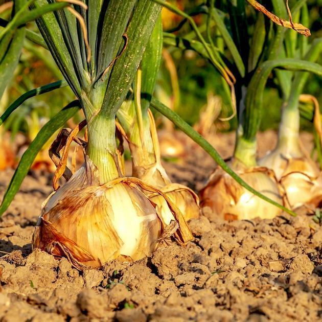 200+ Onion Texas Early Grano 502 Yellow Heirloom Vegetable Seeds | www.seedsplantworld.com