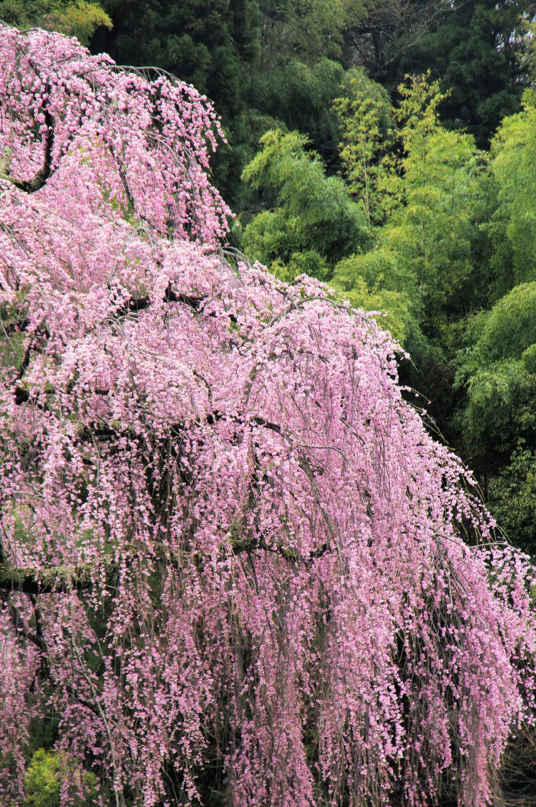 10 Weeping Higan Cherry Tree Japanese Prunus Subhirtella Pendula Pinkflower Seeds | www.seedsplantworld.com