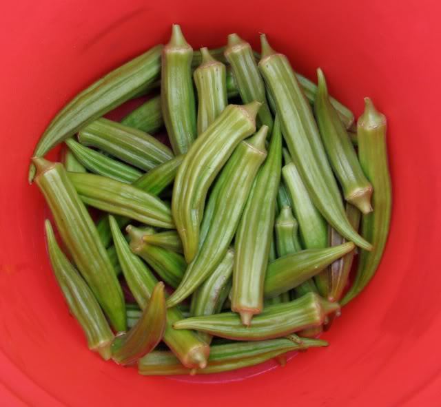 150 Emerald Green Velvet Okra Spineless Abelmoschus Esculentus Vegetable Seeds | www.seedsplantworld.com