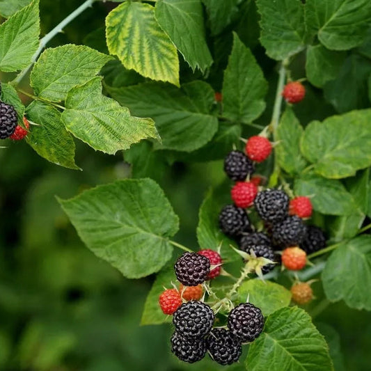 2 Jewel Live Black Raspberry Plants Self Fertile All Natural Grown Fruit Plant