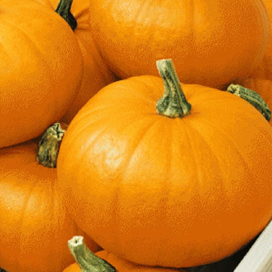 80 Spookie Pumpkin NON-GMO Heirloom Fruit Seeds | www.seedsplantworld.com