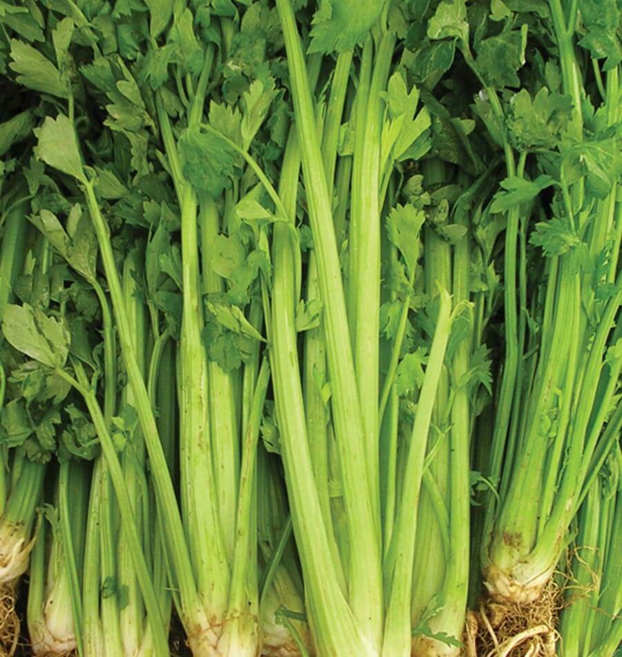 2000+ Celery Tall Utah Garden NON-GMO Vegetable Seeds | www.seedsplantworld.com