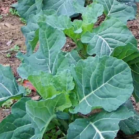 400 Georgia Collard Seeds (Brassica Oleracea ) Heirloom Vegetable Spring Fall Vegetable Seeds