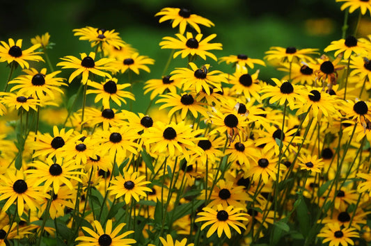 2000 Black Eyed Susan Rudbeckia Hirta Yellow Flower Seeds | www.seedsplantworld.com