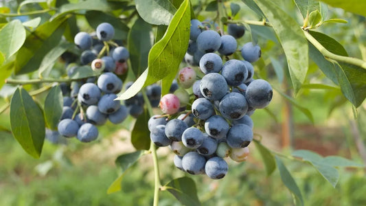 1 Biloxi Southern Highbush Blueberry Healthy Live Plant Pruned For Planting Fruit Plant