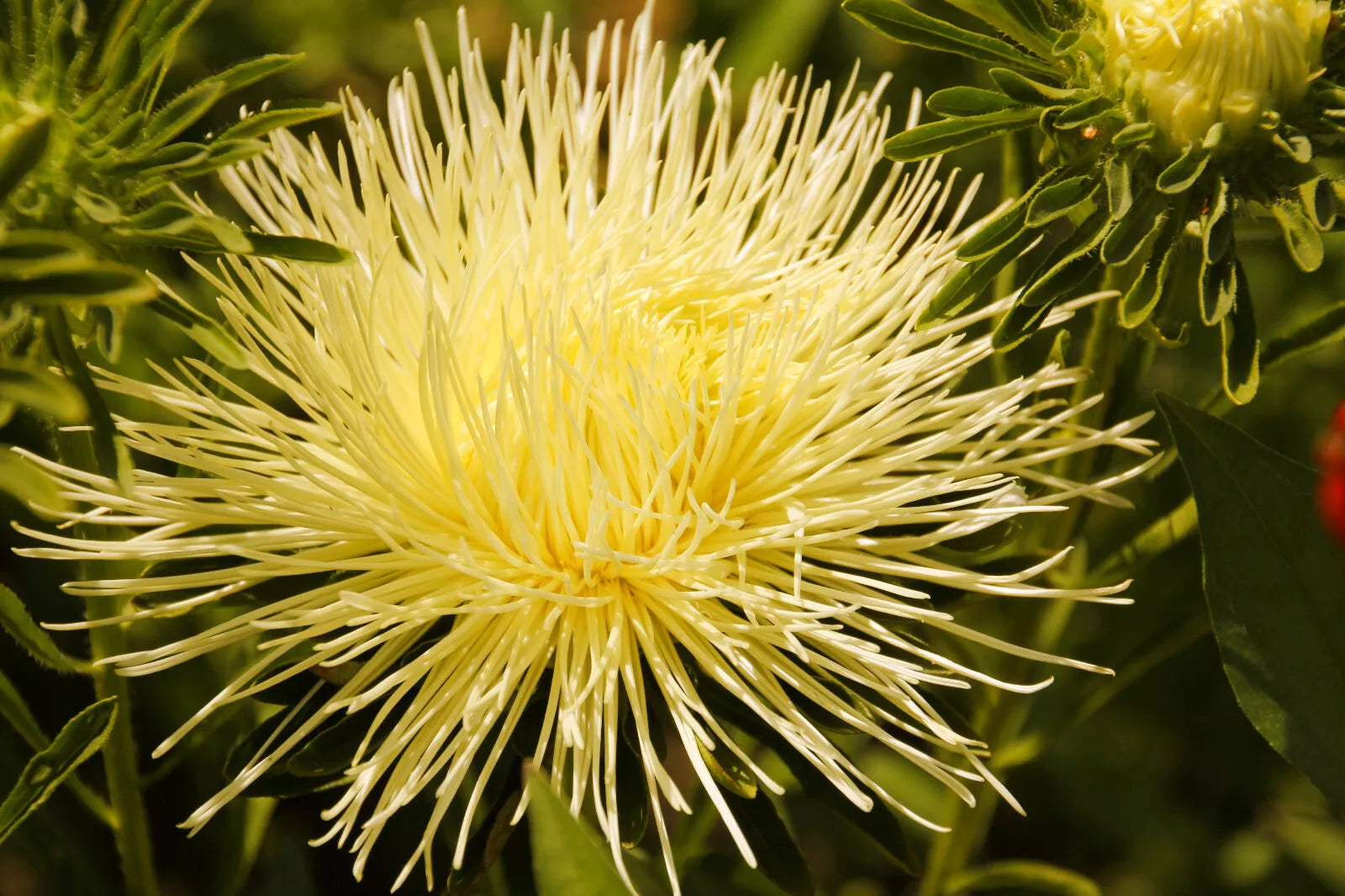 30 Yellow Needle Aster Callistephus Chinensis Unicom Flower Seeds | www.seedsplantworld.com