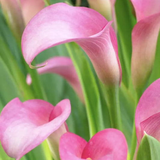 1 Rehmanni Calla Lily Bulb (14/16 Cm Bulb) Blubs Plants | www.seedsplantworld.com