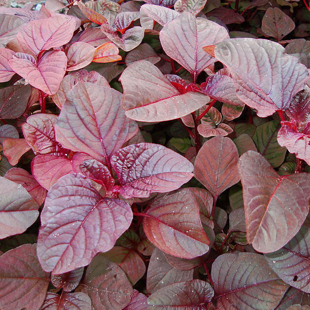 500 Red Garnet Amaranth Amaranthus Tricolor Vegetable Flower Seeds | www.seedsplantworld.com