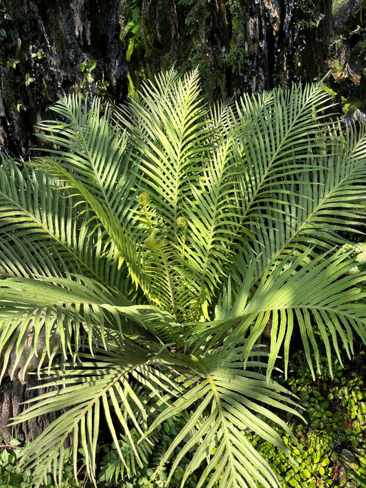 5 Bamboo Palm Chamaedorea Seifrizii Parlor Palm Tree Sun Shade Houseplant Seeds | www.seedsplantworld.com