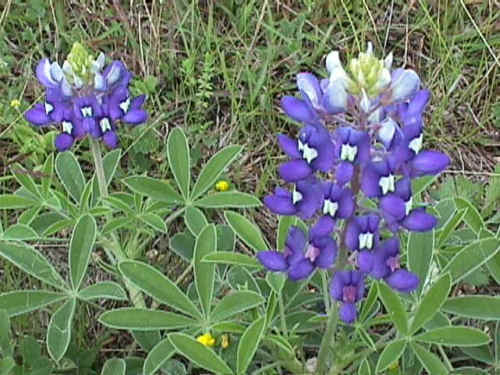 60 Bluebonnet Texas Tx State Flower Blue Flower Seeds | www.seedsplantworld.com