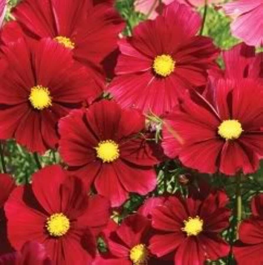 140 Cosmos Dazzler Red Flower Seeds | www.seedsplantworld.com