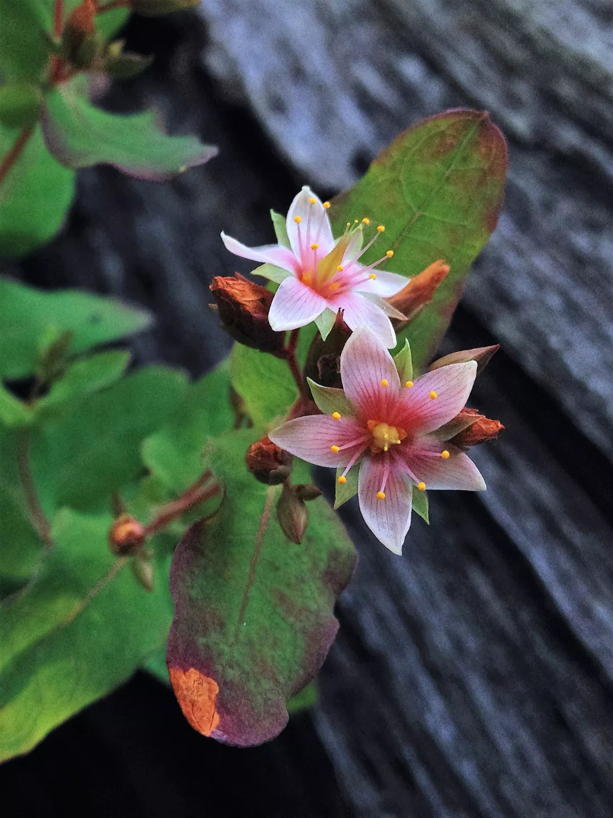 50 Marsh Saint John'S Wort Hypericum Virginicum Pink Mauve Flower Seeds | www.seedsplantworld.com