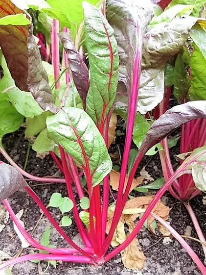 40 Pink Lipstick Swiss Chard Vegetable Seeds | www.seedsplantworld.com