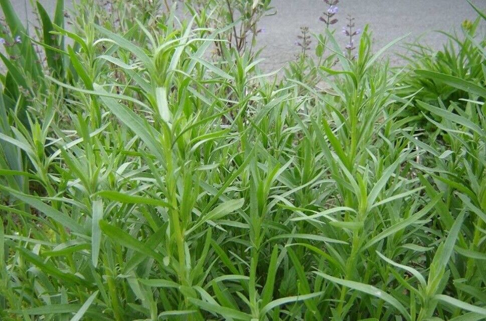 300+ Russian Tarragon Garden Perennial Heirloom Herb Seeds | www.seedsplantworld.com