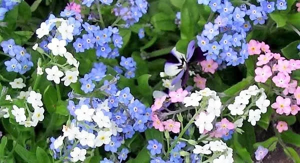 100 Mixed Forget Me Not Pink Blue White Mix Myosotis Alpestris Flower Seeds | www.seedsplantworld.com