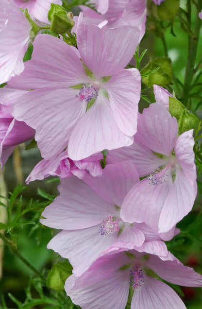 Pink Musk Mallow 102 Seeds