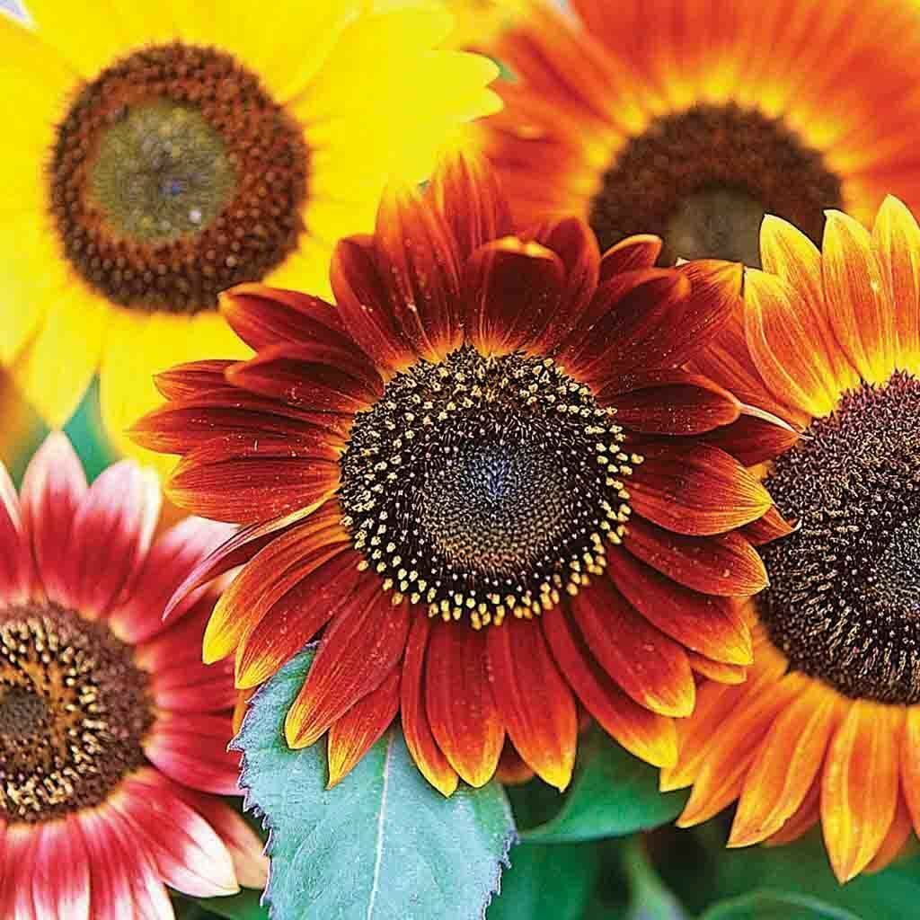 50+ Sunflower Autumn Beauty Annual Multicolor Mix Cut Flower Seeds | www.seedsplantworld.com