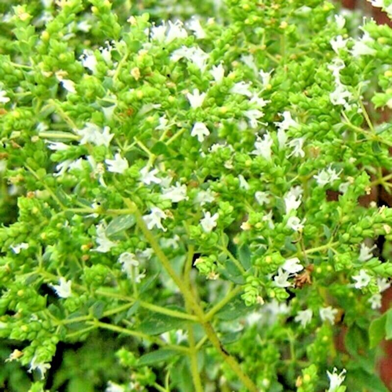 2000 Oregano Herb Perennial Greens Greek Fresh Medicinal Non-Gmo Heirloom Flower Seeds | www.seedsplantworld.com