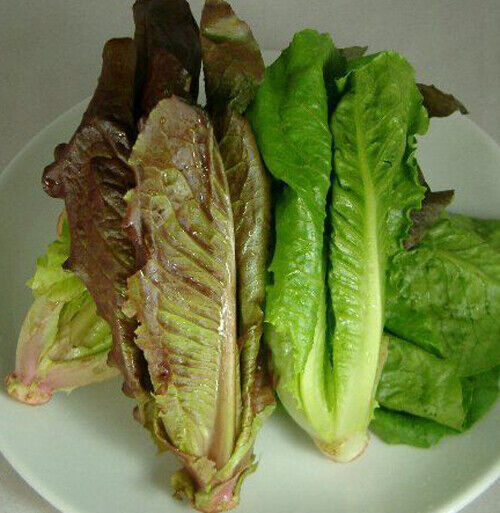 500 Lettuce Vegetable Seeds