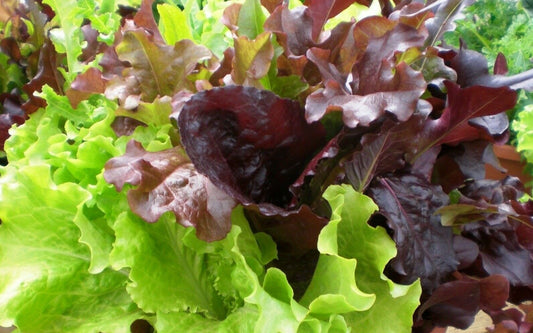 600+ Gourmet Salad Blend Lettuce Garden NON-GMO Vegetable Seeds | www.seedsplantworld.com