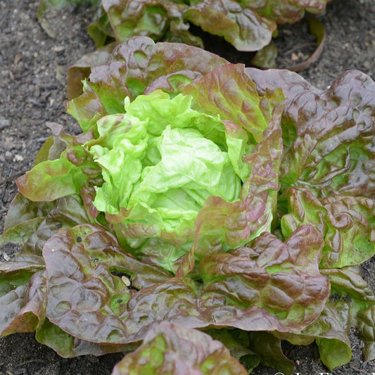 600+ Lettuce Merveille Des Quatre Saisons Marvel Of Four Seasons French Vegetable Seeds | www.seedsplantworld.com