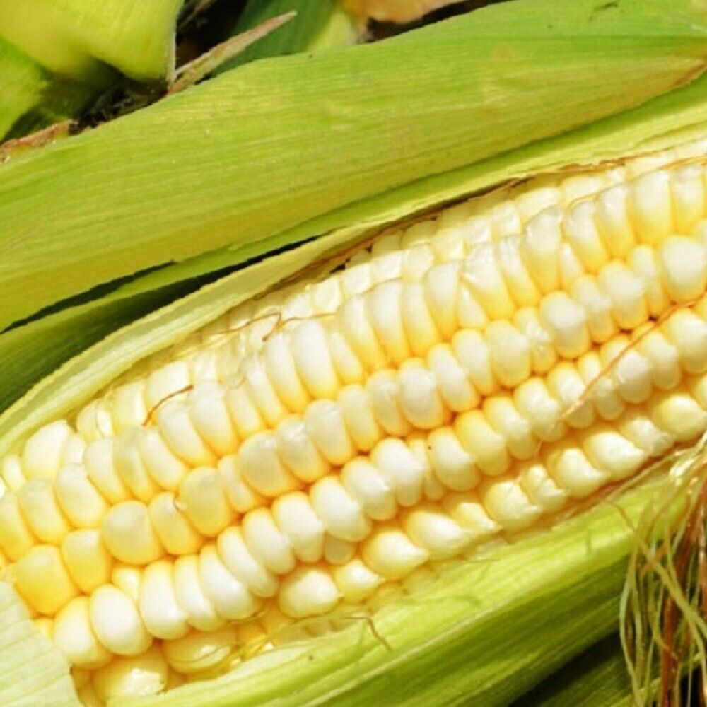 100 Pencil Cob Corn Heirloom Vegetable Seeds | www.seedsplantworld.com