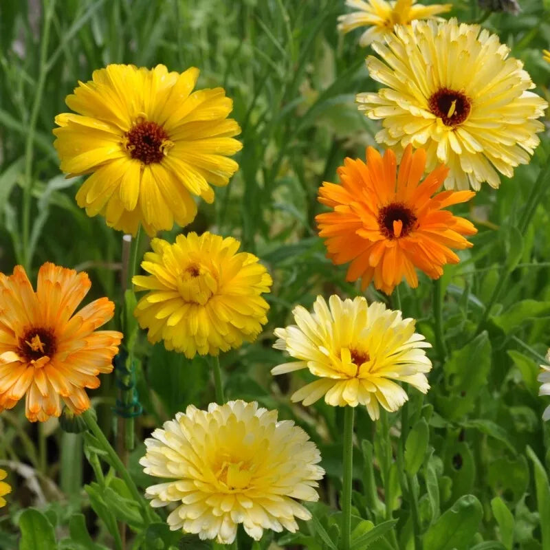 50 Pacific Beauty Mix Calendula Seeds Non-GMO Flower Seeds | www.seedsplantworld.com