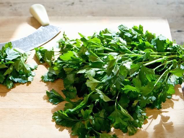 250 Leisure Cilantro / Coriander Coriandrum Sativum Herb Vegetable Seeds | www.seedsplantworld.com