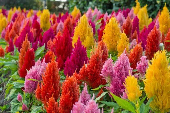 190 Celosia Pampas Plume Mix Flower Seeds | www.seedsplantworld.com