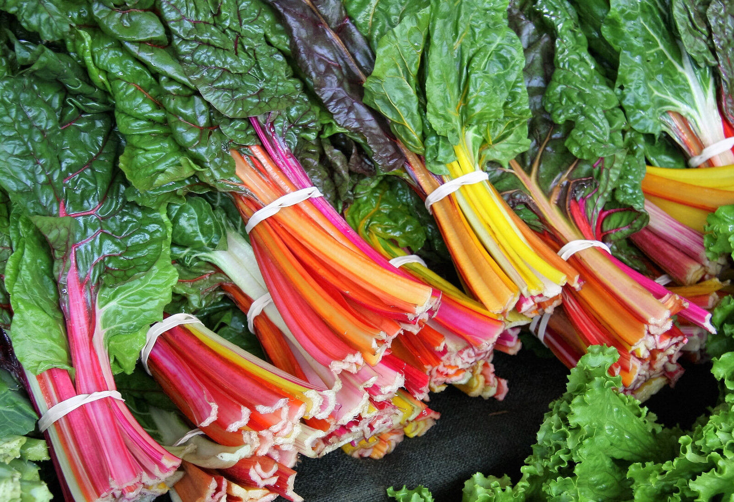 150 Rainbow Mix Swiss Chard Mixed Colors Beta Vulgaris Vegetable Seeds | www.seedsplantworld.com