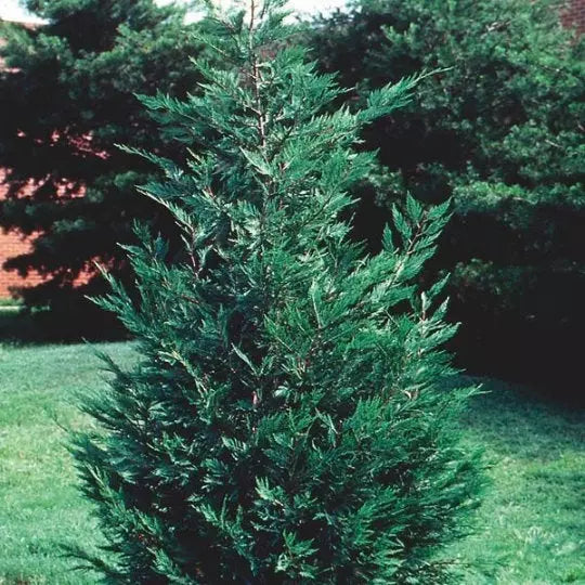 Leyland Cypress 10 Trees Live Plant 2.5" Inch Pot