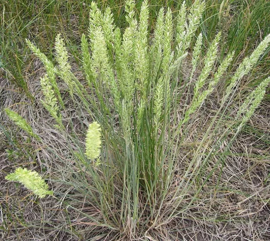 250 June Grass Perennial Ornamental Grass Seeds | www.seedsplantworld.com