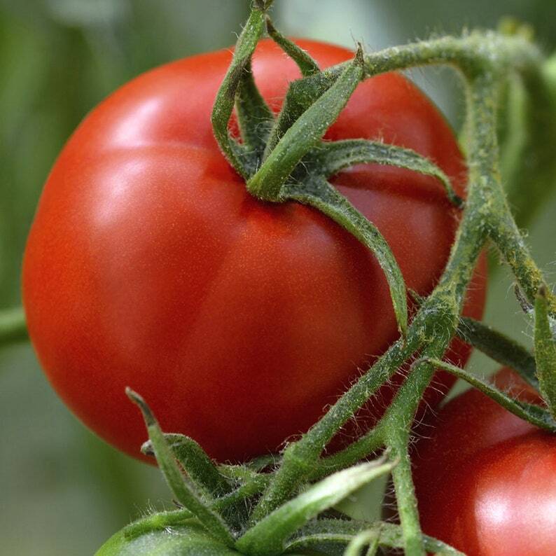 100 Ct Floridade Tomato Garden Heirloom NON-GMO Vegetable Seeds | www.seedsplantworld.com