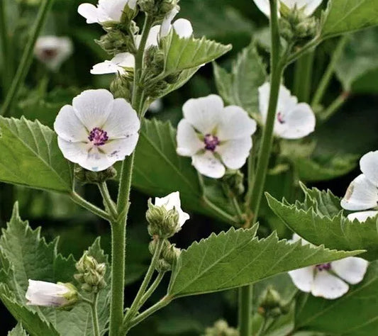 100 Marshmallow Seeds (Althea Officinalis) Non-Gmo Herb Seeds | www.seedsplantworld.com