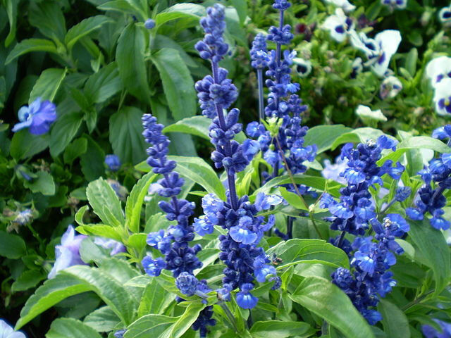 150 Sage Blue Flower Salvia Farinacea Flower Seeds | www.seedsplantworld.com