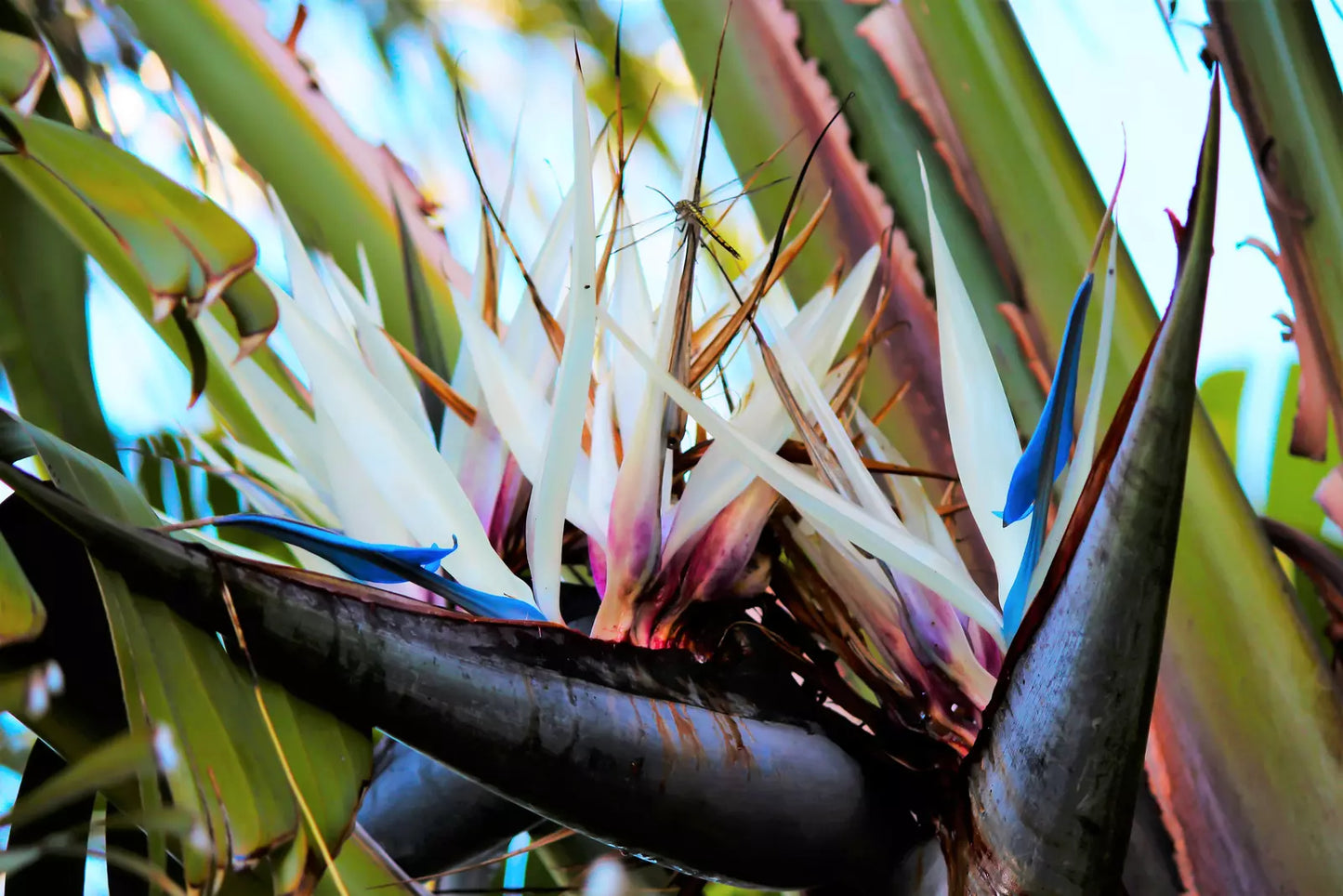 5 Giant Bird Of Paradise Strelitzia Nicolai Wild Banana White Crane Flower Seeds | www.seedsplantworld.com