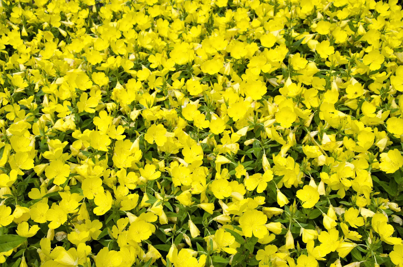 150 Dwarf Evening Primrose Missouri Ozark Sundrops Oenothera Yellow Flower Seeds | www.seedsplantworld.com