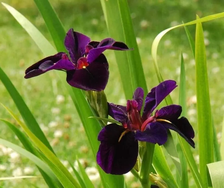 1 Louisiana Iris Black Gamecock Bare Root Rhizome Dramatic Elegant Perennial Rooted Plant