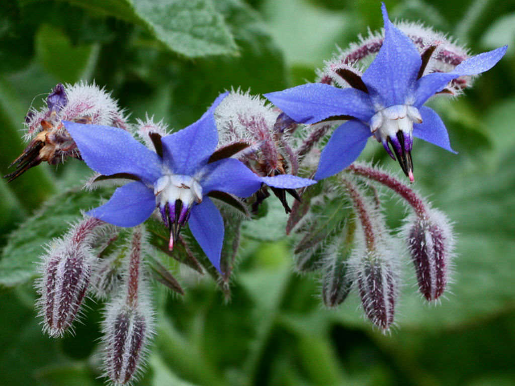 100 Ct Borage Common Deer Resistant Herb Flower Seeds | www.seedsplantworld.com