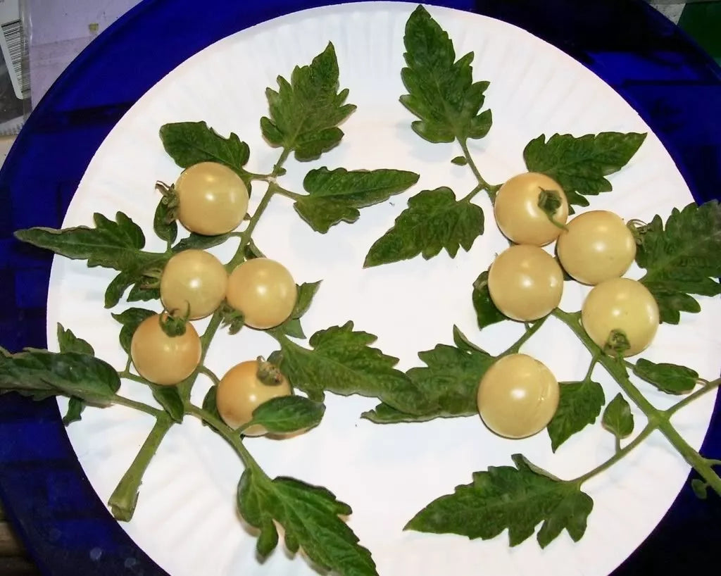 50 Organic Snow White Cherry Tomato Lycopersicon Fruit Vegetable Seeds | www.seedsplantworld.com