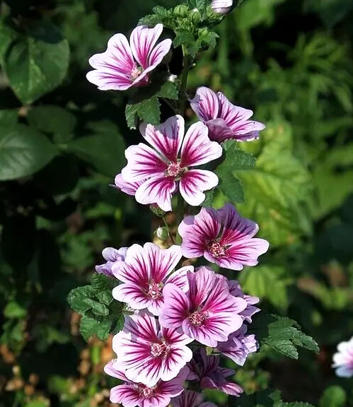 Zebra Mallow 100 Seeds