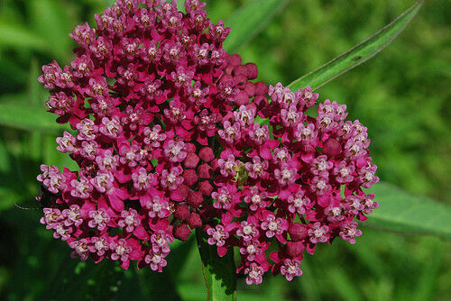 50 Milkweed Swamp Milk Weed Pink/Red Rose Flower Seeds | www.seedsplantworld.com