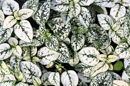 10 Dwarf White Polka Dot Plant Splash Select Hypoestes Phyllostachya Flower Seeds | www.seedsplantworld.com