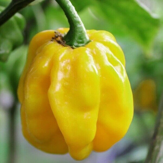 25+ Jamaican Yellow Habanero Pepper Mushroom Chile HOT Pepper Vegetable Seeds | www.seedsplantworld.com